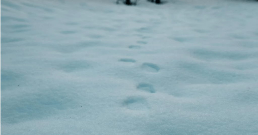 Footsteps in the&nbsp;Snow